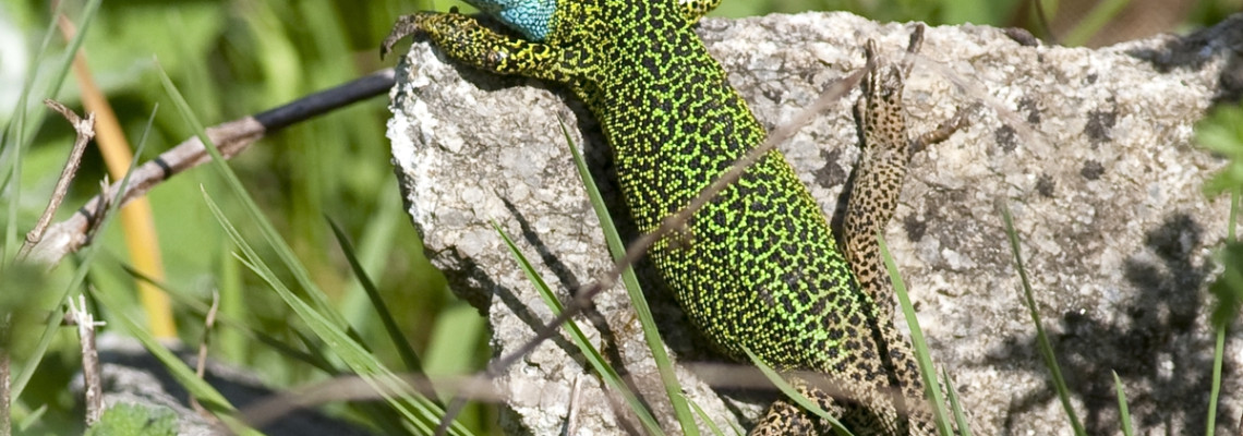 Lagarto-de-agua