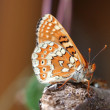 Aurinia_6859jg.jpg