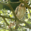 DSC_0095.JPG