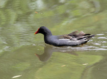 Galinha-de-água