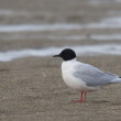 Givtapequena_0061_.jpg