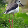 Himantopus-jg.jpg