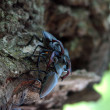 Lucanus-jg-5.jpg