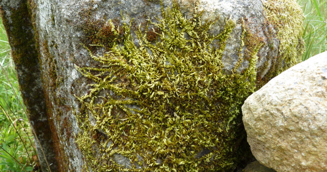 Musgo-sedoso-dos-muros