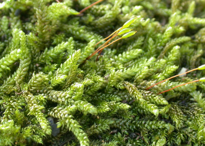 Musgo-tranca