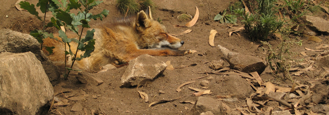 Vulpes vulpes