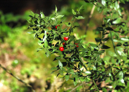 Ruscus