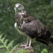 aguia-cobreira_pbg-jlt.jpg