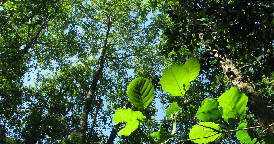 Alnus