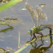 anax_0181_Fauna.jpg