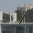 ap-jlt_3295.jpg