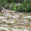 borr_0329_Fauna.jpg