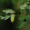 c-alvarinh-345.jpg