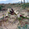 c-jon-dunas-56456.jpg