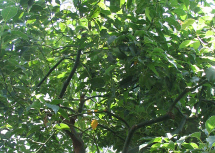 Canforeira