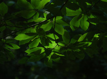 Castanheiro