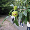 castanheiro_8805.jpg