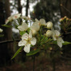 cata-flor-jg.jpg