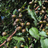 catap-frutosjg.jpg