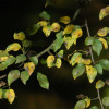 catapreiro_74170.jpg