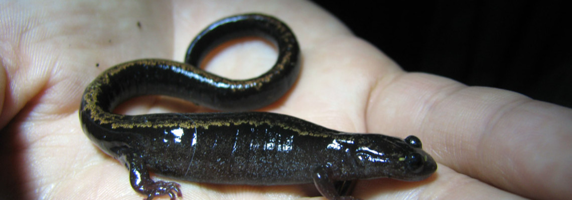 Salamandra-lusitânica