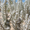 cordeirinhospraia.jpg