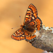 ea_6854jg.jpg