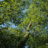florst-amial7228.jpg