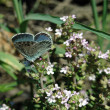 g-melanops_jg_2019a.jpg