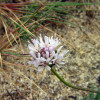 jasione_3991.jpg