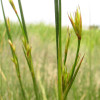 junco-das-esteiras.jpg