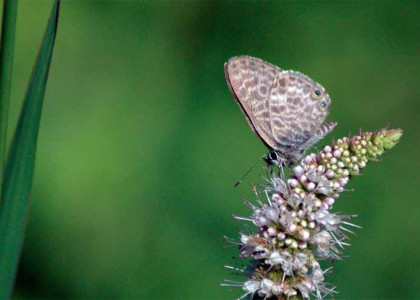 Leptotes pirithous