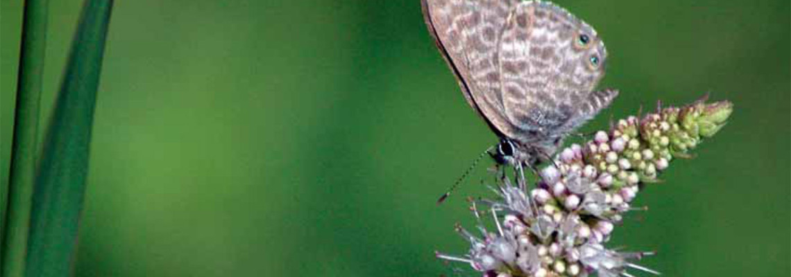 Leptotes pirithous