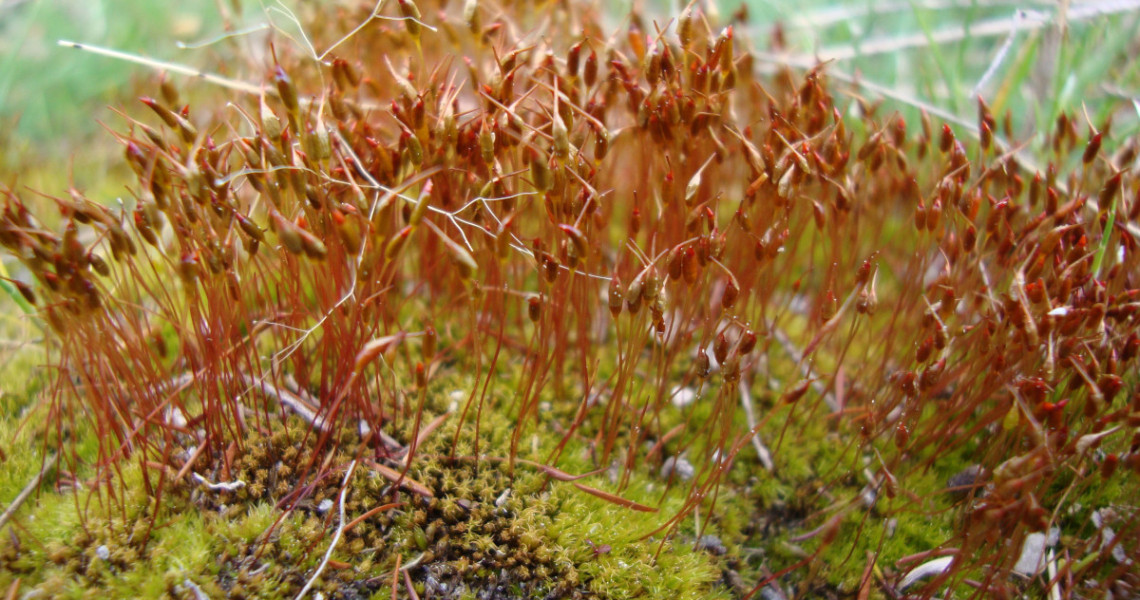 Musgo-de-haste-vermelha
