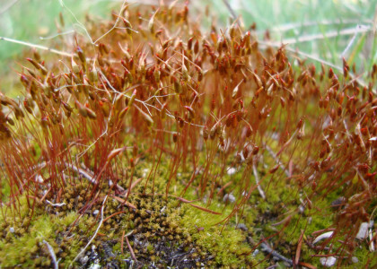 Musgo-de-haste-vermelha