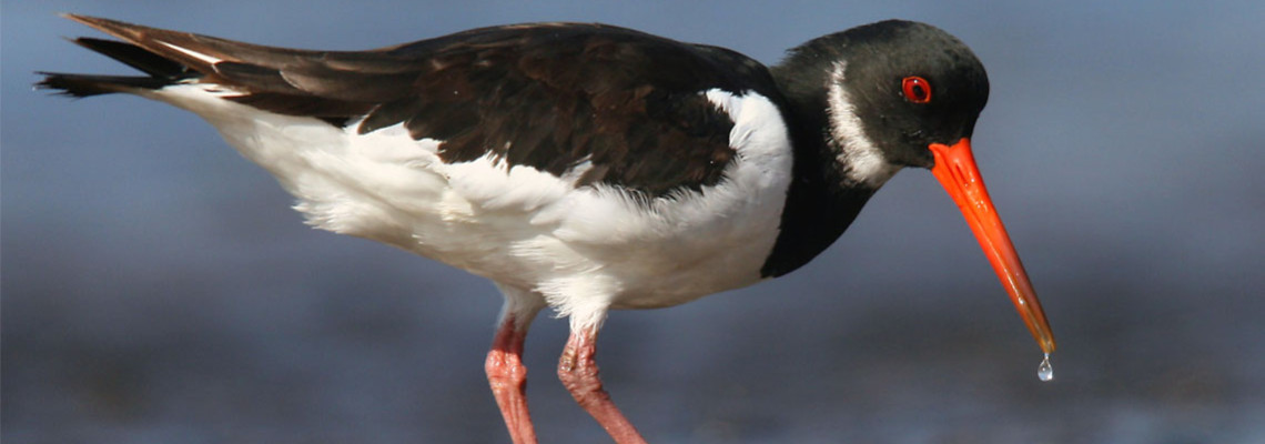Ostraceiro
