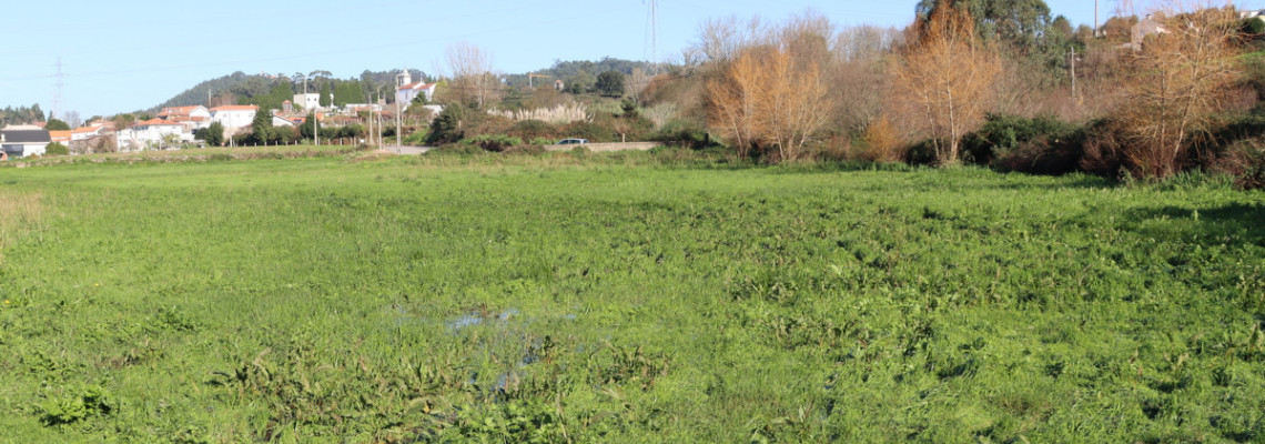 Formações herbáceas e prados