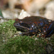 ra-ib_6249.jpg