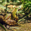 ra-verd-544.jpg