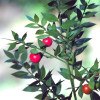 ruscus-ac-56456.jpg
