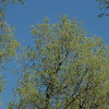 salgueiroPrimavera-26.JPG