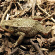 sapo-comum-jb-pbg.jpg