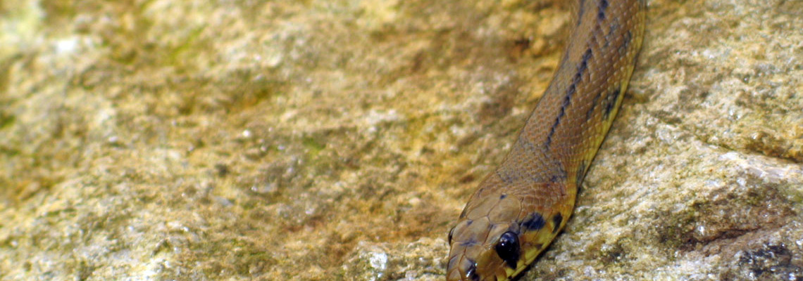 Cobra de escada