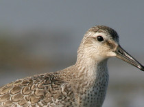 Seixoeira