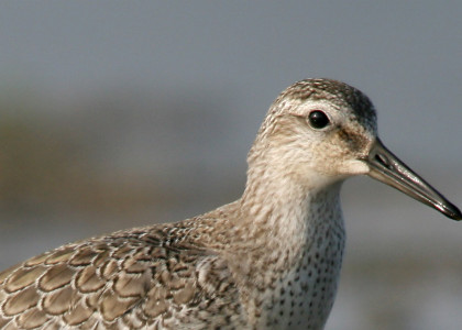 Seixoeira