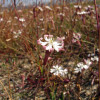 silene-p_5870.jpg