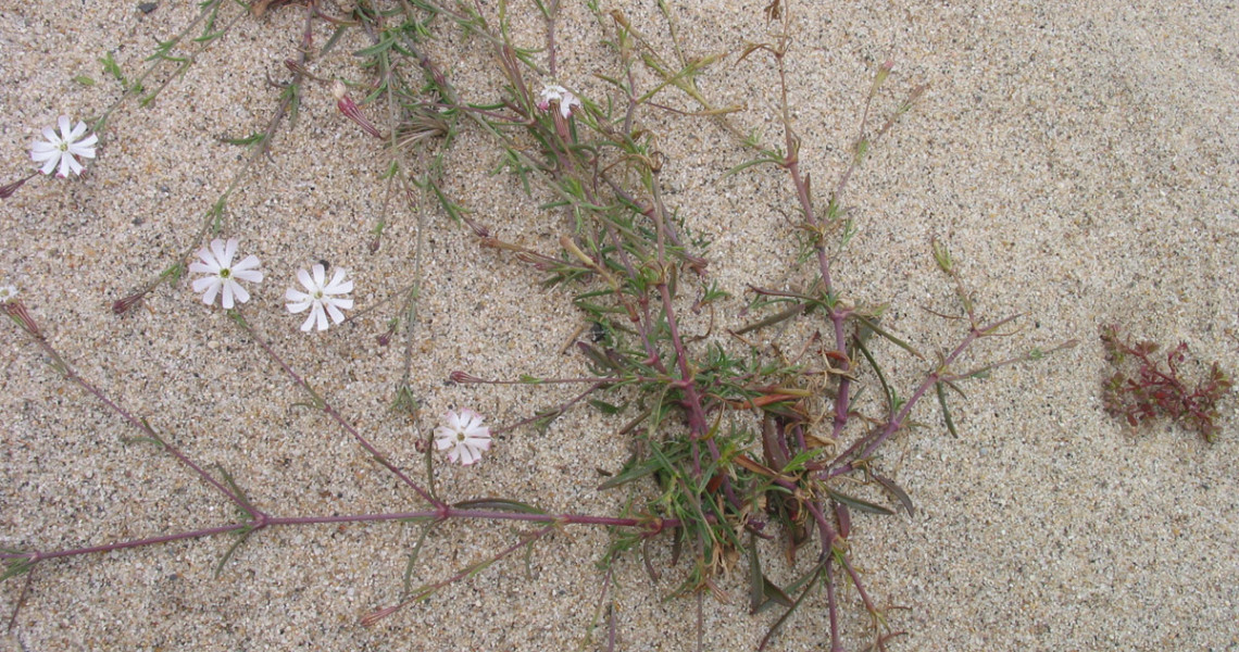 Silene-do-porto